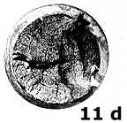 11d